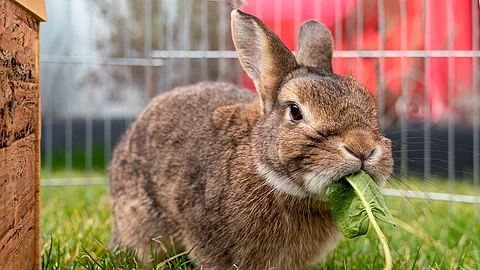 Ein Kaninchen steht auf dem Rasen in einem Außengehege. Das Kaninchen hat braunes Fell und frisst ein grünes Löwnzahnblatt.