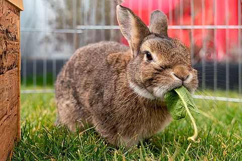 Ein Kaninchen steht auf dem Rasen in einem Außengehege. Das Kaninchen hat braunes Fell und frisst ein grünes Löwnzahnblatt.
