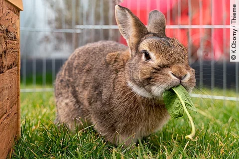 Ein Kaninchen steht auf dem Rasen in einem Außengehege. Das Kaninchen hat braunes Fell und frisst ein grünes Löwnzahnblatt.
