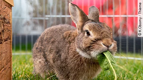 Ein Kaninchen steht auf dem Rasen in einem Außengehege. Das Kaninchen hat braunes Fell und frisst ein grünes Löwnzahnblatt.