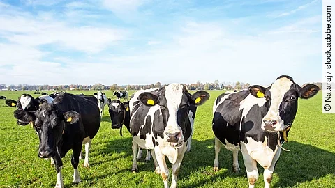 Eine Herde Kühe steht auf einer Weide.