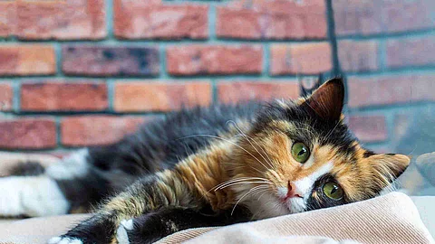 Long-haired kitten calico type cat.