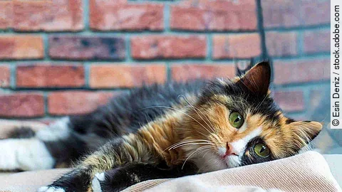 Long-haired kitten calico type cat.