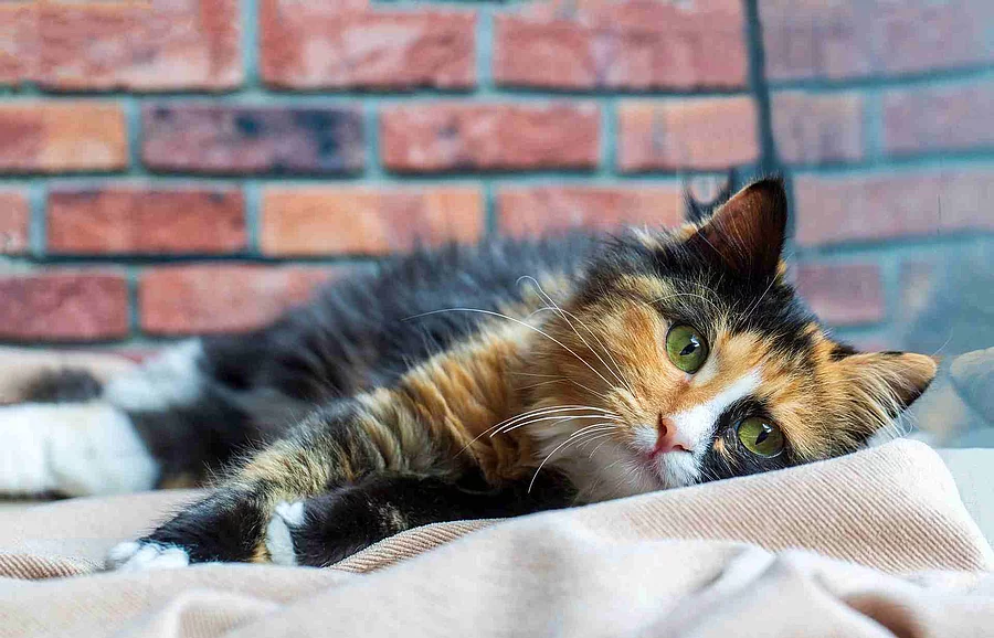 Long-haired kitten calico type cat.