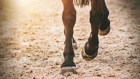 Nahaufnahme von den Gliedmaßen eines galoppierenden Pferdes.