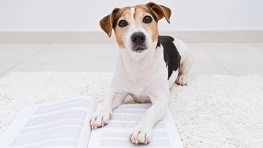 Ein alter Jack Russel Terrier liegt auf einem geöffneten Buch und schaut dabei in die Kamera.