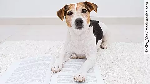 Ein alter Jack Russel Terrier liegt auf einem geöffneten Buch und schaut dabei in die Kamera.