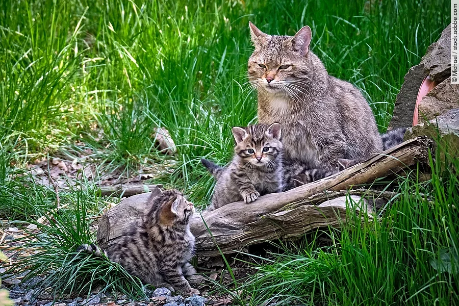Europäische Wildkatze (Felis silvestris) Europäische Wildkatze (Felis silvestris)