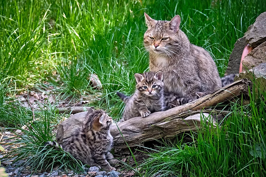 Europäische Wildkatze (Felis silvestris) Europäische Wildkatze (Felis silvestris)