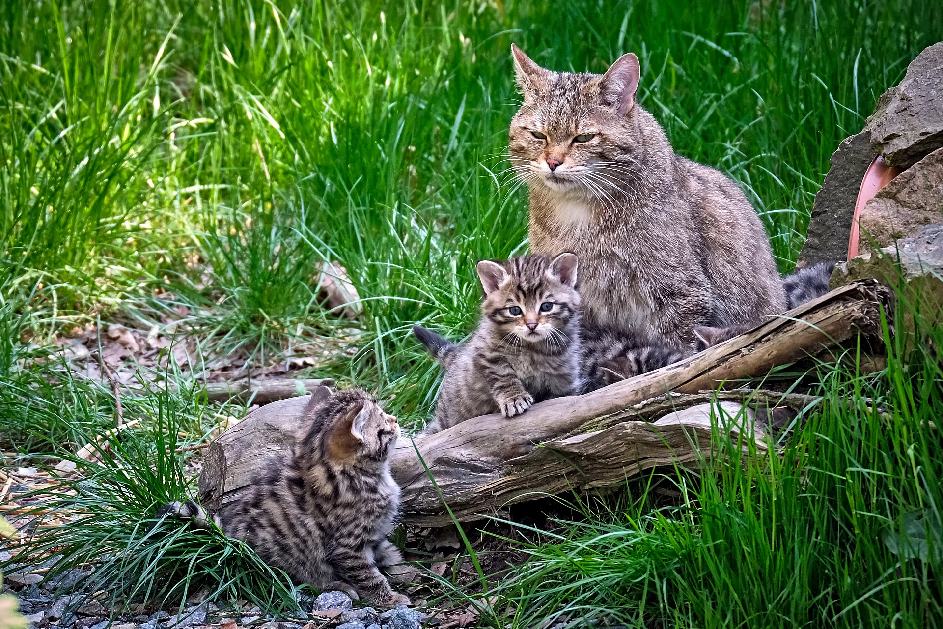 Europäische Wildkatze (Felis silvestris)