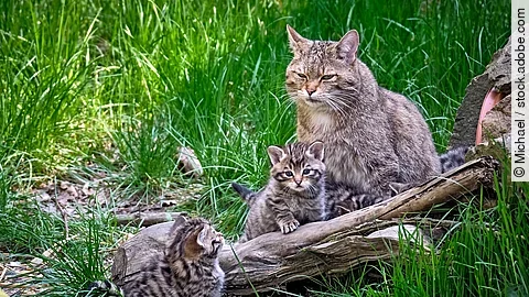 Europäische Wildkatze (Felis silvestris)