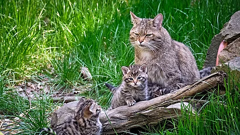 Europäische Wildkatze (Felis silvestris)
