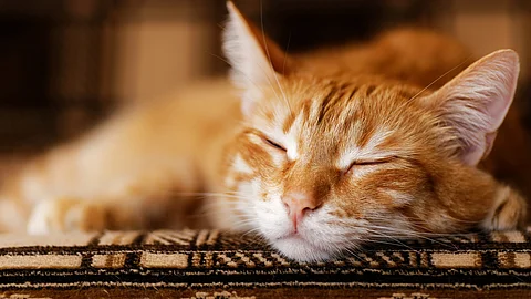 Nahaufnahme Porträt einer roten Katze auf einem Möbel 