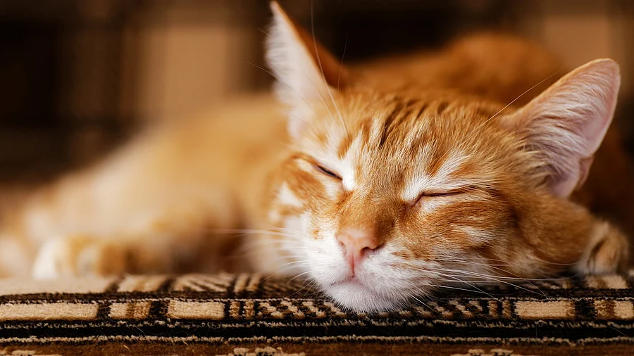 Nahaufnahme Porträt einer roten Katze auf einem Möbel 