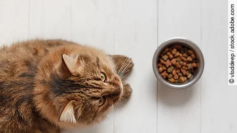 Katze mit Futternapf Katze mit Futternapf