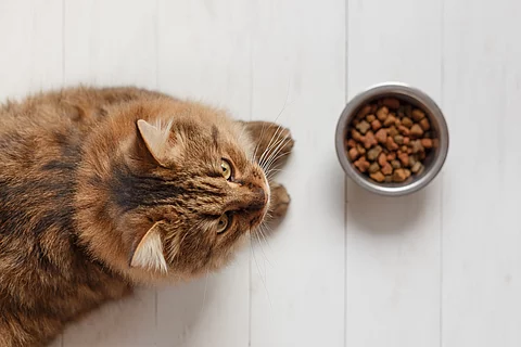 Katze mit Futternapf