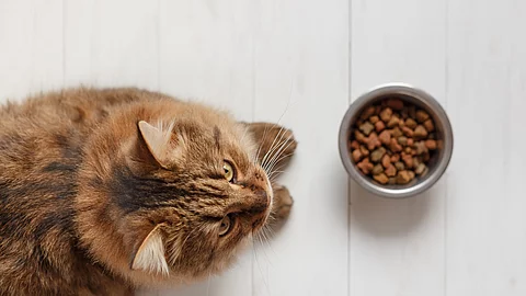 Katze mit Futternapf