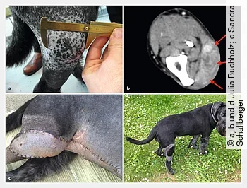 Hündin mit Hämangioperizytom