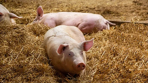 Schweine liegen in einer artgerechte Schweinehaltung mit Haltung in stabilen Stallgruppen, Tageslichteinfall, Stroh, Einzelfressständen und separatem Kotbereich. Schweine liegen in einer artgerechte Schweinehaltung mit Haltung in stabilen Stallgruppen, Tageslichteinfall, Stroh, Einzelfressständen und separatem Kotbereich.