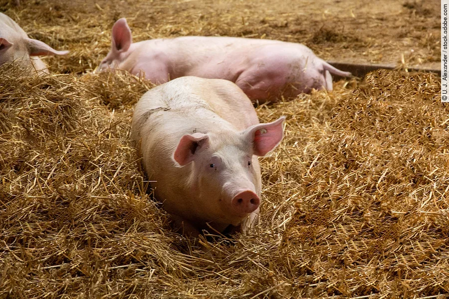 Schweine liegen in einer artgerechte Schweinehaltung mit Haltung in stabilen Stallgruppen, Tageslichteinfall, Stroh, Einzelfressständen und separatem Kotbereich.