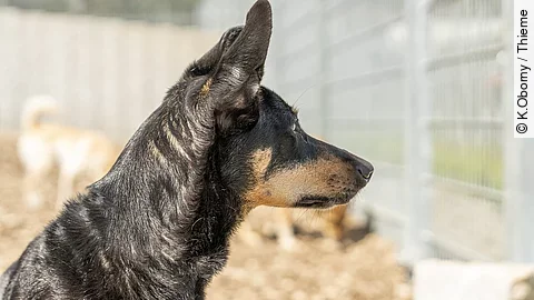 Ein Hund sitzt in einem Käfig in einem Tierheim. Er schaut zur Seite. Im Hintergrund sind noch weiter Hunde verschwommen erkennbar. Der Hund im Vordergrund hat schwarzes Fell und eine braune Nase. Bei der Hunderasse handelt es sich um einen Manchester Terrier.