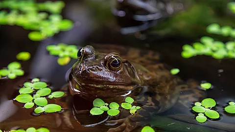 Frosch Frosch