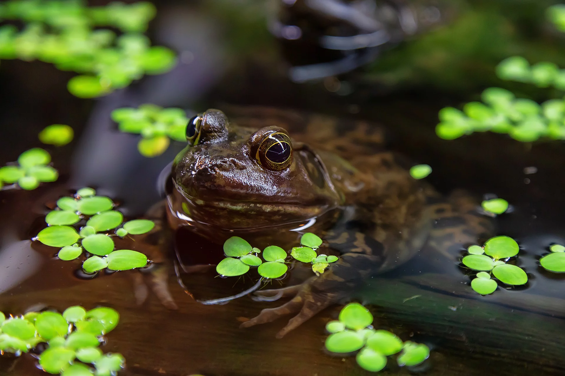 Frosch