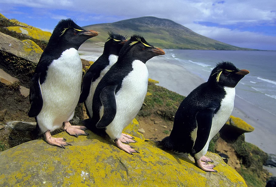 Felsenpinguine