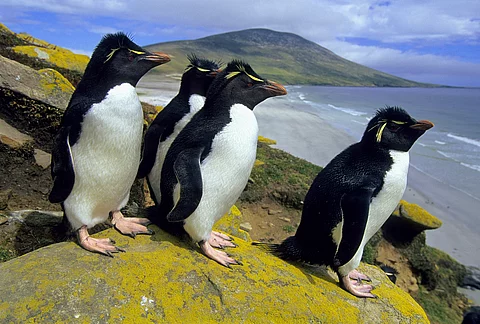 Felsenpinguine