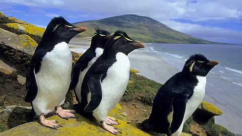 Felsenpinguine