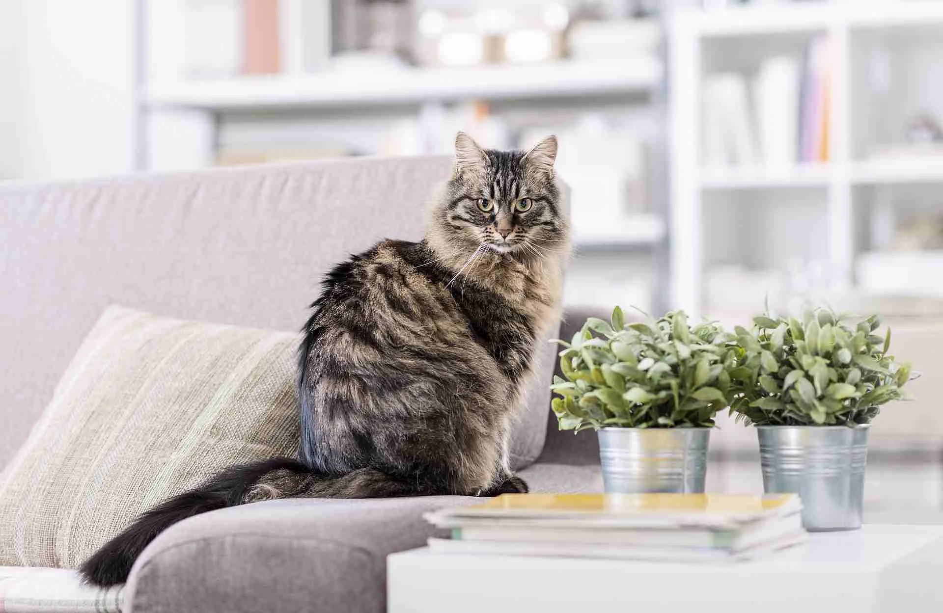 Beautiful cat at home
