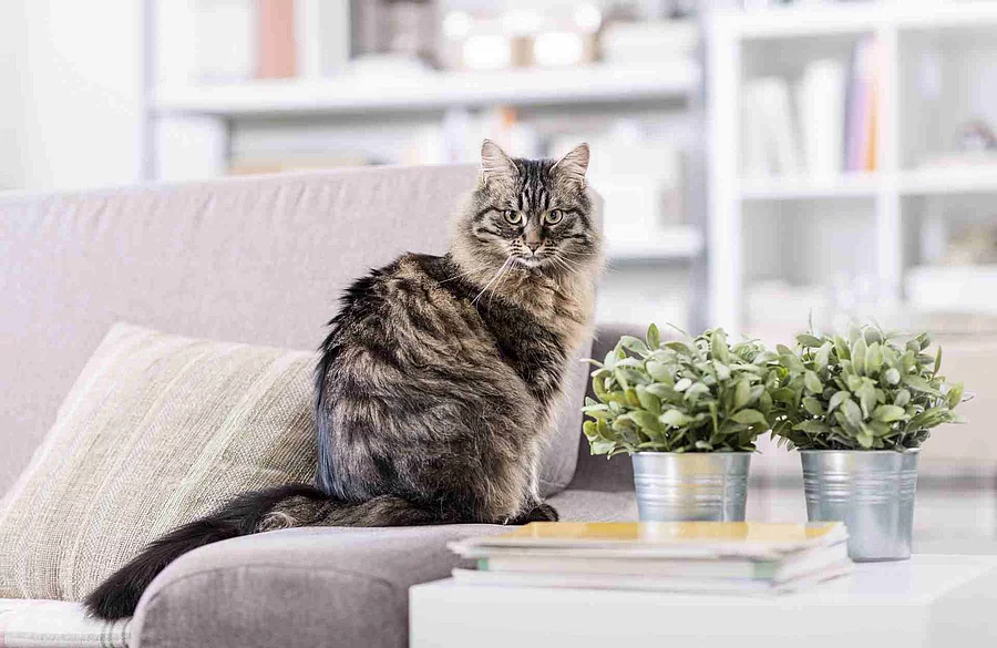 Beautiful cat at home