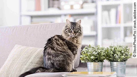 Beautiful cat at home