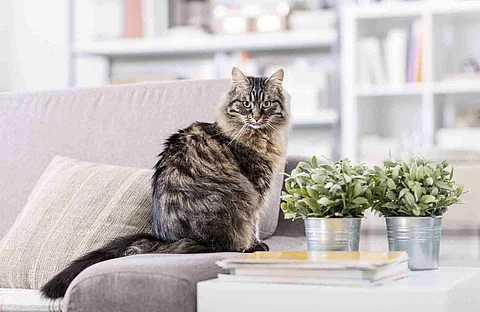 Beautiful cat at home