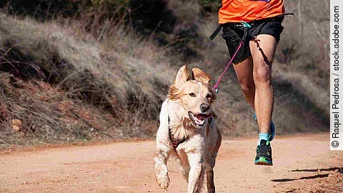 Dog and man taking part in a popular canicross race.
