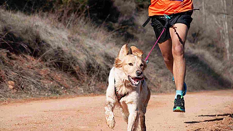 Dog and man taking part in a popular canicross race.