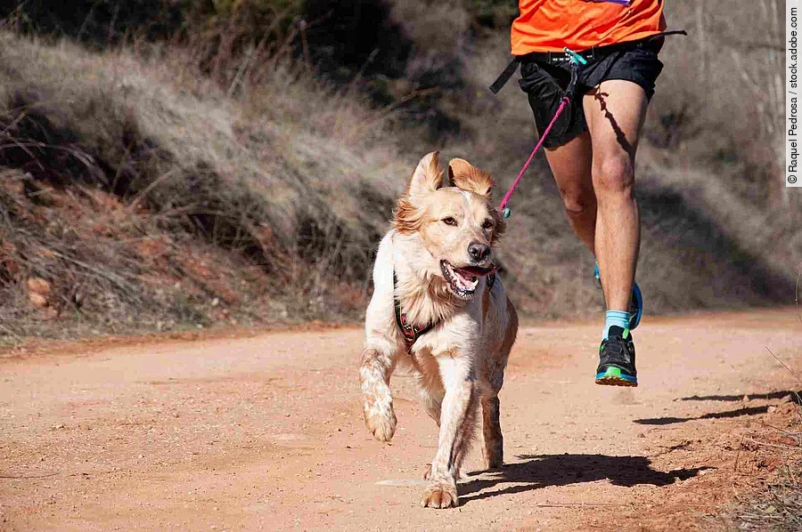 Dog and man taking part in a popular canicross race.