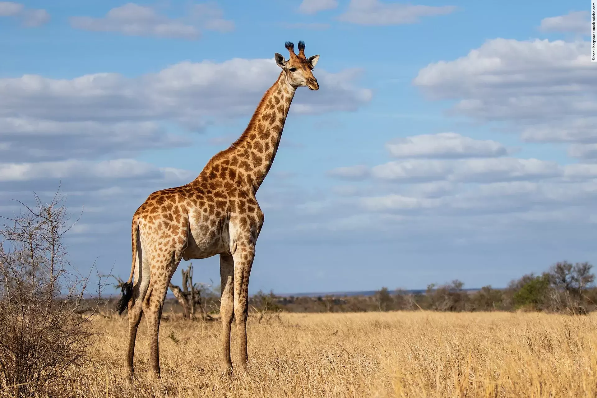 Eine Giraffe steht in der Savanne des Krüger Nationalparks vor blauem Himmel.
