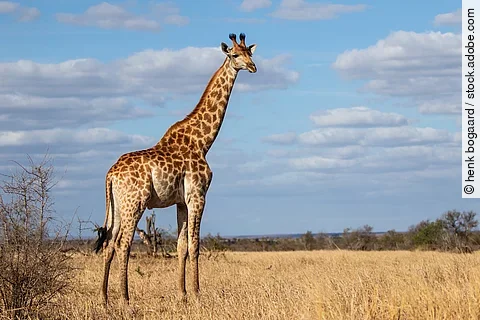 Eine Giraffe steht in der Savanne des Krüger Nationalparks vor blauem Himmel.