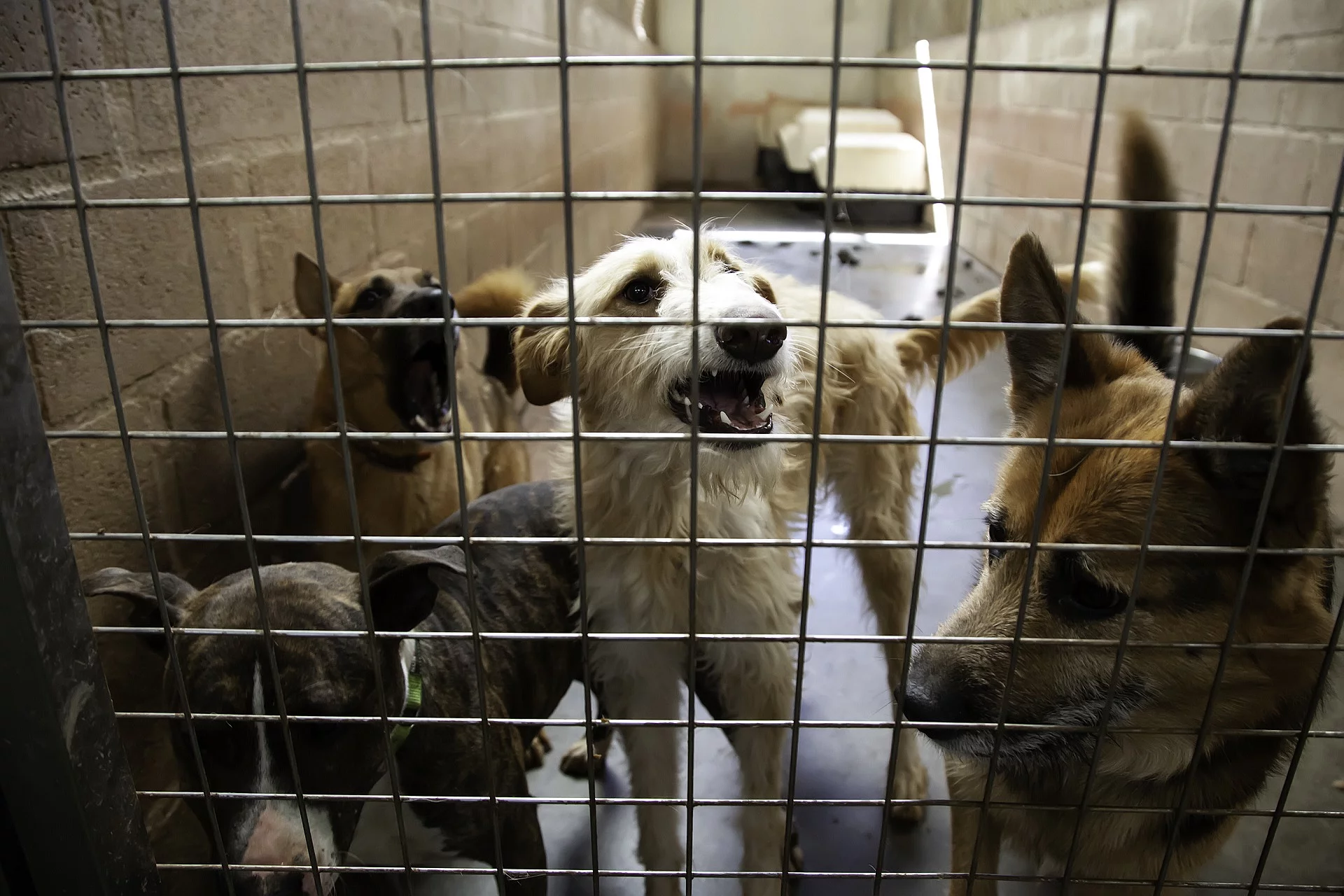 Hunde im Tierheim