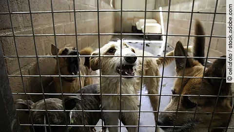 Hunde im Tierheim