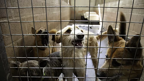 Hunde im Tierheim