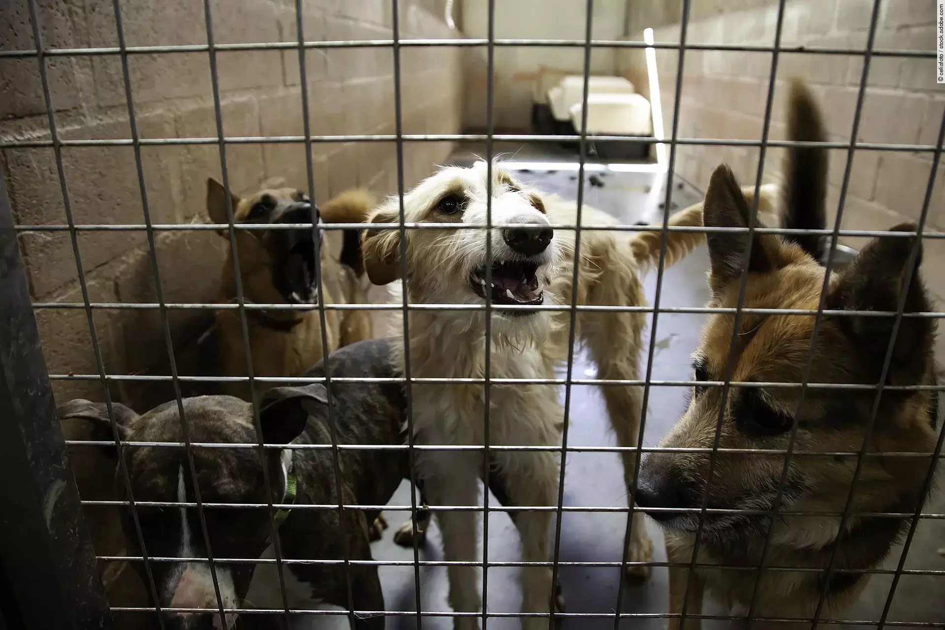 Hunde im Tierheim
