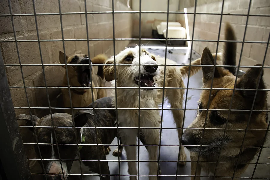 Hunde im Tierheim