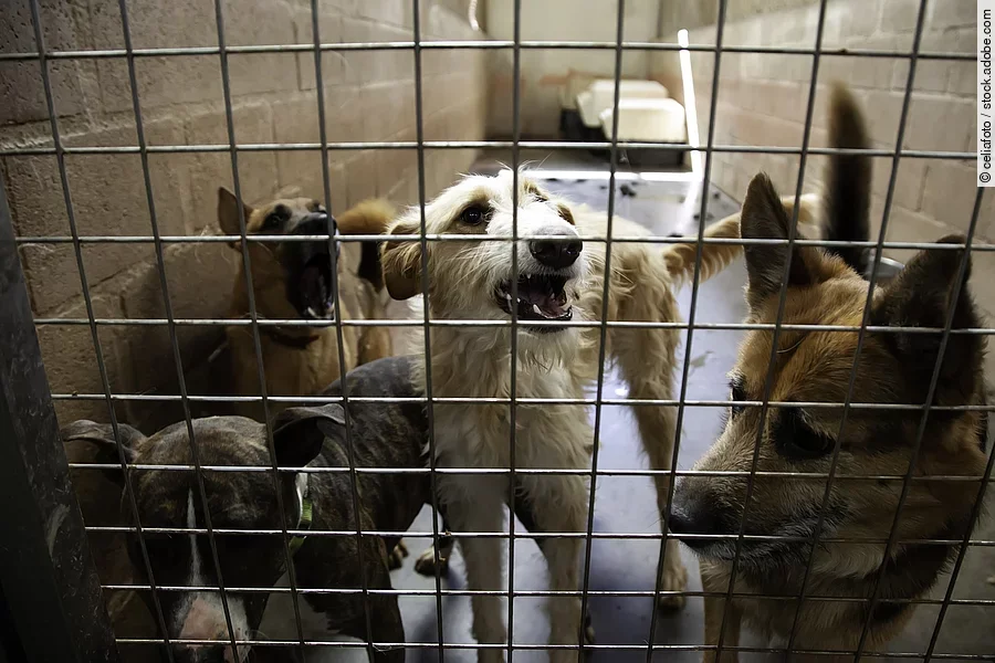 Hunde im Tierheim
