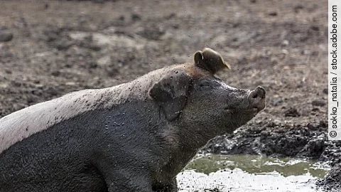 Pig in the mud on a farm in Finland