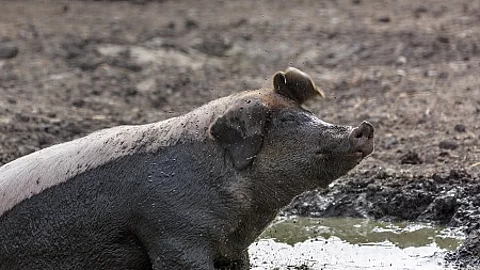 Pig in the mud on a farm in Finland