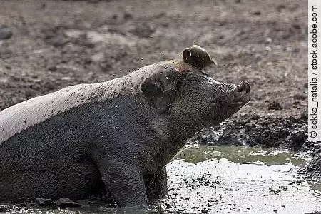 Pig in the mud on a farm in Finland