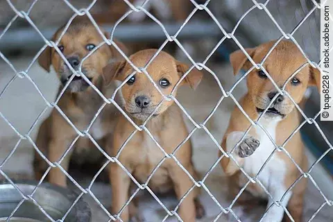 Drei traurig aussehende, braune Welpen sitzen hinter einem Metallzaun im Tierheim.