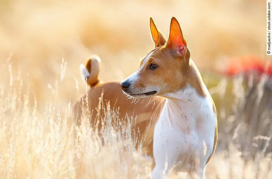 Basenji Basenji